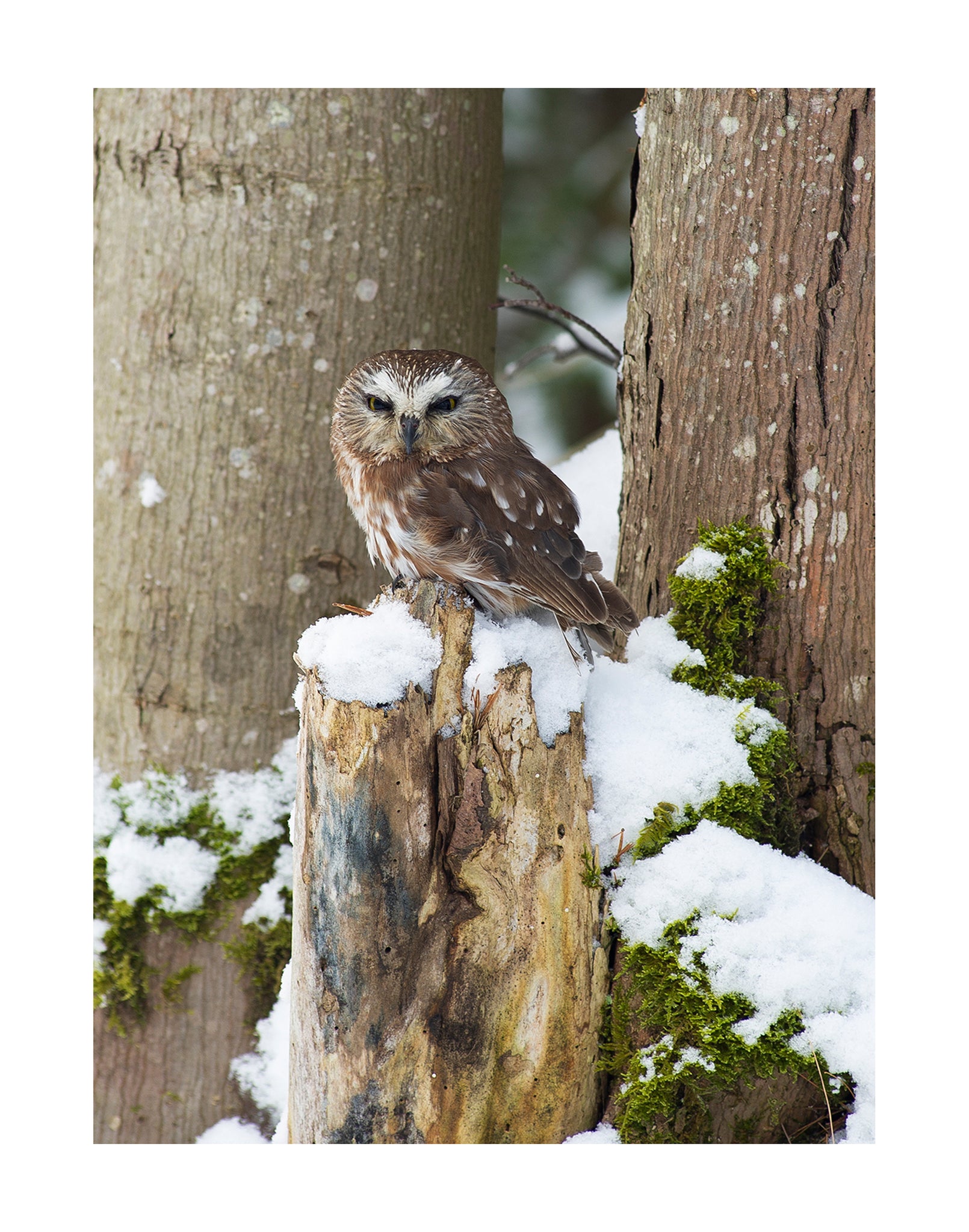 Saw Whet Owl on Stump