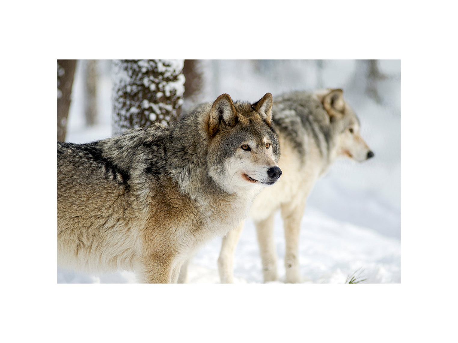 Wolf couple
