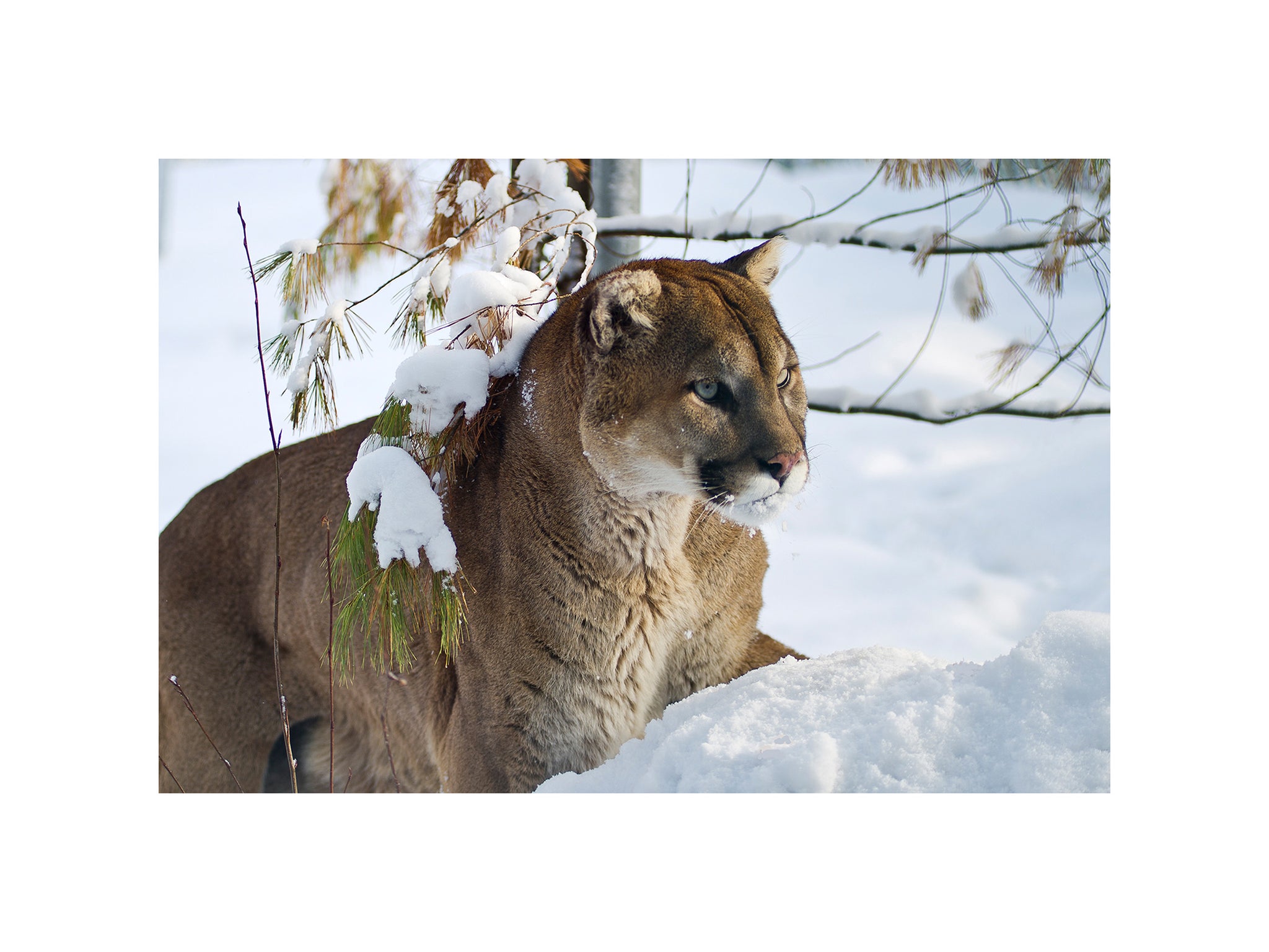 Cougar staring